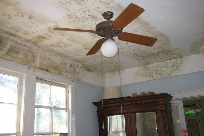 Moisissure au plafond après humidité